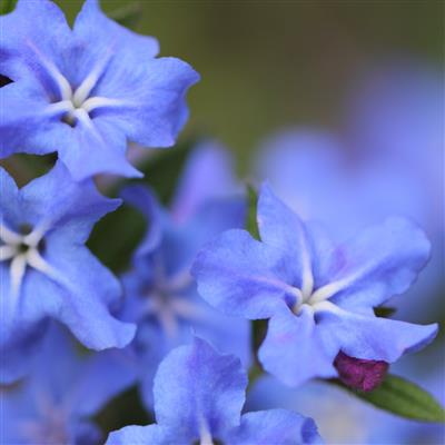 Root extract of Lithospermum erythrorhizon | Вивасан